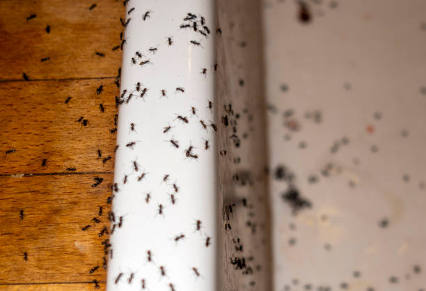 Best Termite Control Services  in Claremore, OK