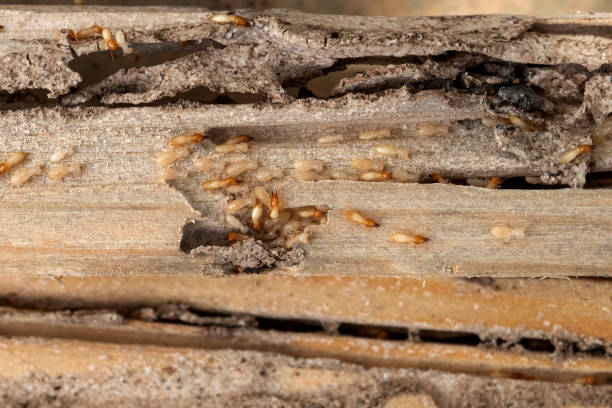 Best Pest Prevention Services  in Claremore, OK